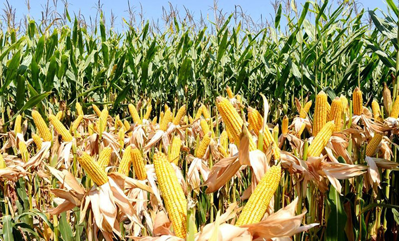 South Africa’s corn plantings increase with rainfall