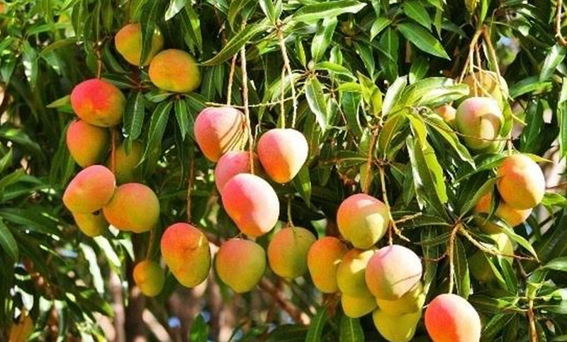 Kenyan farmers set to reap from $6 million value Mangoes