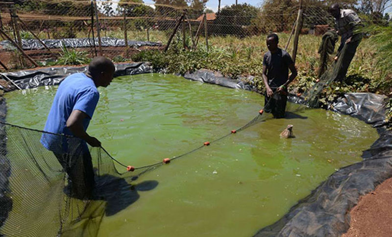 15 counties to benefit from Sh14bn Fish Farming