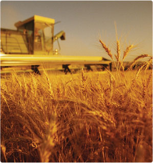 Mau Tea Multipurpose Cooperative Society Ltd.