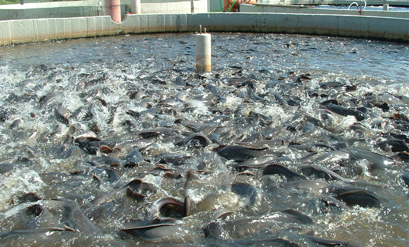 Technology aiding youth boost fish farming in Tanzania